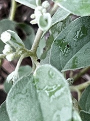 Euphorbiaceae