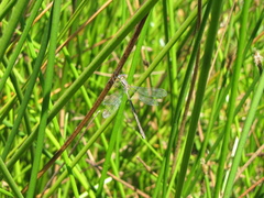 Lestes unguiculatus