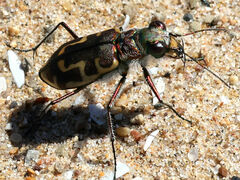 Cicindela hirticollis