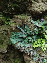 Plagiochasma rupestre