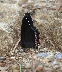 Gyrocheilus patrobas