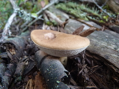 Tylopilus felleus