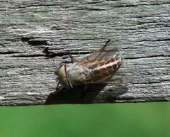 Tabanus lineola