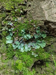 Plagiochasma rupestre