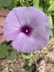Ipomoea triloba