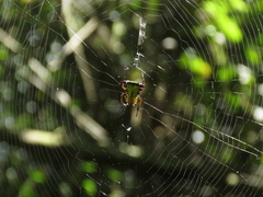Micrathena decorata
