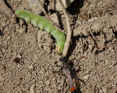 Marumba quercus