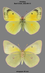 Colias christina
