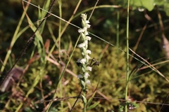 Spiranthes casei