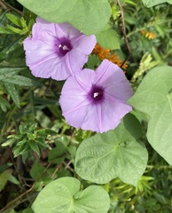 Ipomoea triloba