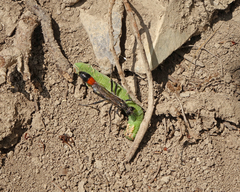 Marumba quercus