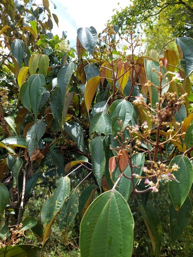 Miconia caudata, photograph 4