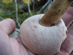 Tylopilus felleus
