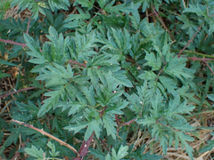 Rubus laciniatus