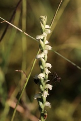 Spiranthes casei