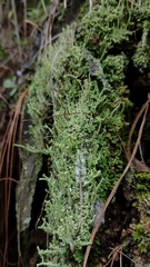 Cladonia scabriuscula