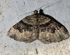 Xanthorhoe lacustrata