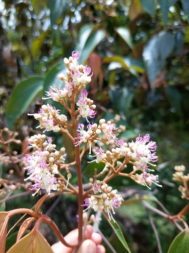 Miconia caudata, photograph 5