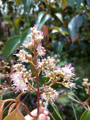 Miconia caudata, photograph (c) Daniel Mesa, some rights reserved (CC BY)