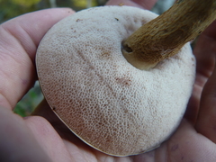 Tylopilus felleus