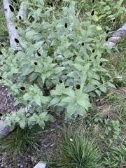 Rudbeckia occidentalis