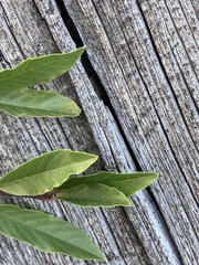 Frangula californica