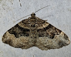 Xanthorhoe lacustrata