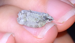 Flataloides scabrosus