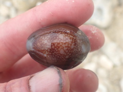 Monetaria caputserpentis