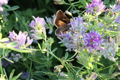 Anagrapha falcifera