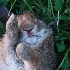 Lagomorpha