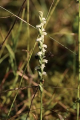 Spiranthes casei