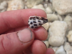 Conus ebraeus