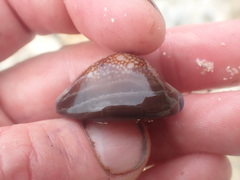 Monetaria caputserpentis