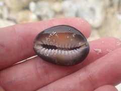 Monetaria caputserpentis