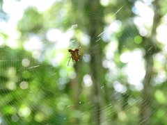 Micrathena decorata