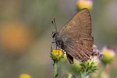 Satyrium saepium