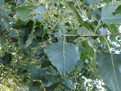 Populus trichocarpa
