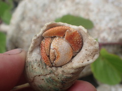 Coenobita perlatus