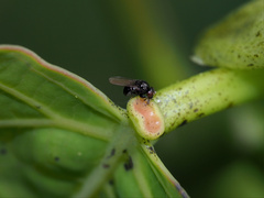 Milichiidae