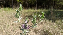 Eryngium leavenworthii