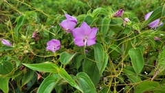 Rhynchanthera grandiflora