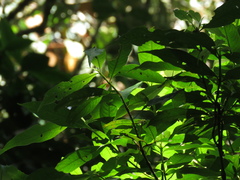 Palicourea angustifolia