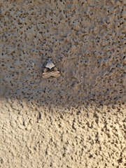 Hemeroplanis incusalis