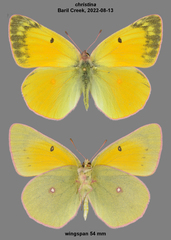 Colias christina