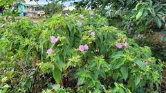 Rhynchanthera grandiflora