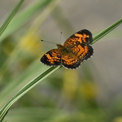 Phyciodes