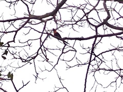 Trichoglossus moluccanus