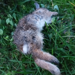 Lagomorpha