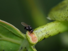Milichiidae